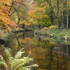 Beautiful Autumnal colours line the banks of the River Teign at Fingle Bridge, Dartmoor