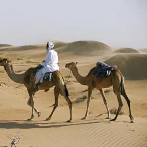 A Bedu rides his camel amongst the sand dunes in the desert