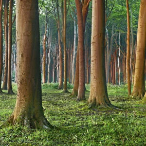 Beech forest - Germany, Mecklenburg-Vorpommern, Rostock, Nienhagen, Gespensterwald
