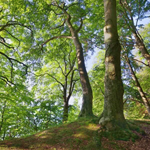 Beech forest - Germany, Mecklenburg-Vorpommern, Vorpommern-Rugen, Rugen, Sassnitz