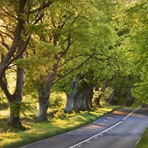 Beech tree lined road in evening sunshine, Wimborne, Dorset, England. Spring