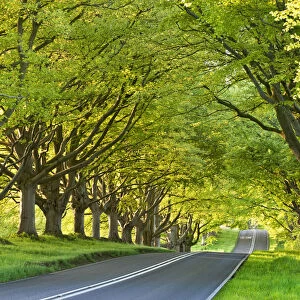 Beech tree lined road in springtime, Nr Wimborne, Dorset, England. Spring