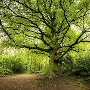 Beech Tree in Spring, Tehidy Country Park, Cornwall, England