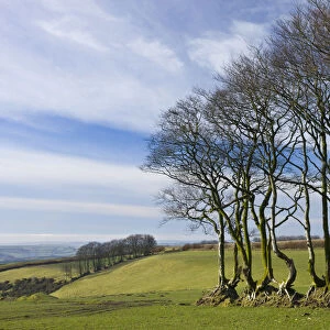 Beech trees in a field near North Radworthy, Exmoor National Park, Devon, England
