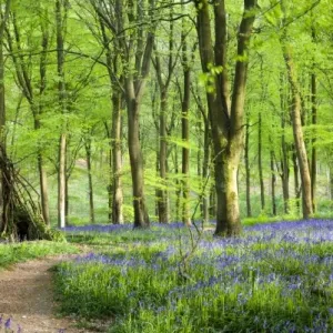 Beech Wood Bluebell Carpet Print, West Woods, Marlborough
