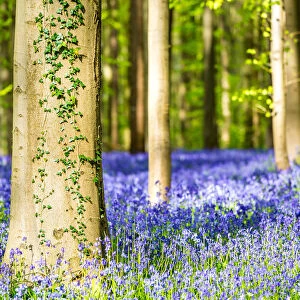 Belgium, Hallerbos, beech forest in Belgium full of blue bells flowers