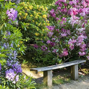 Bench & Rhododendrons, Sheringham Park, Norfolk, England