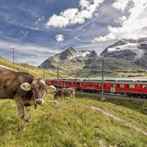 The Bernina Express passes near the pasture with cows of Lake Bianco, Bernina Pass