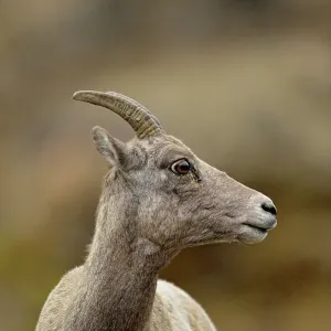 Bighorn sheep (Ovis canadensis) Ewe, Yellowstone NP, Montana, USA