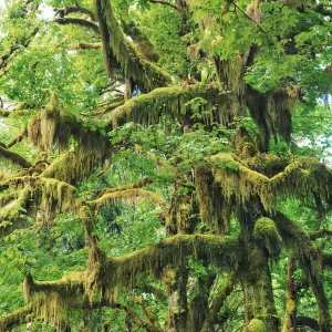 Bigleaf maple moss covered - USA, Washington, Jefferson, Olympic National Park