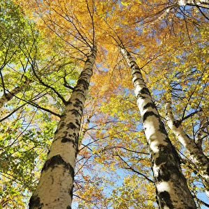 Birch trees. Autumn in the Serra da Estrela Nature Park, Portugal