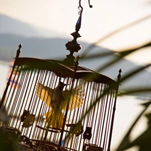 Bird cage, Bo Phut, Koh Samui, Thailand