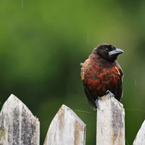 Bird on fence, Terradentro, Colombia, South America