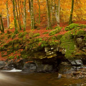 The Birks of Aberfeldy in Autumn, Aberfeldy, Tayside Region, Scotland