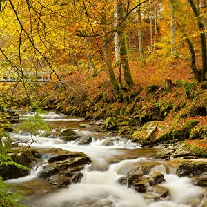 The Birks of Aberfeldy in Autumn, Aberfeldy, Tayside Region, Scotland