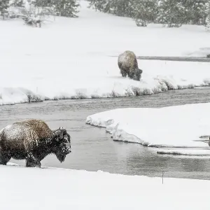 Bison foraging along shore of the Madison River Valley, Yellowstone National Park, Wyoming, USA