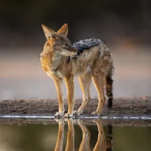 Black Backed Jackal, Kalahari Desert, Botswana