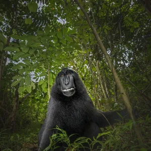 Black crested macaque (macaca nigra), Tangkoko National Park, Sulawesi; Indonesia, Asia