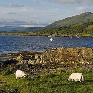 Black faced sheep roam free along the shore of Loch na Keal
