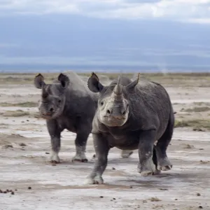 Two black rhinos on the open plains at Amboseli