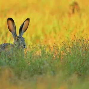 Black-tailed Jackrabbit (Lepus californicus), Rio Grande City, Texas, USA