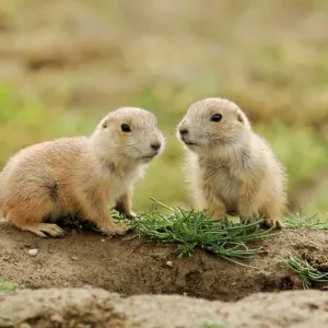 Black tailed prairie dog (Cynomys ludovicianus) Babies, Theodore Roosevelt NP, North Dakota, USA