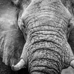 Afrika, Botswana, Okavangodelta - Ein Porträt eines Elefanten Afrika, Botswana, Okavangodelta - Ein Porträt eines Elefanten