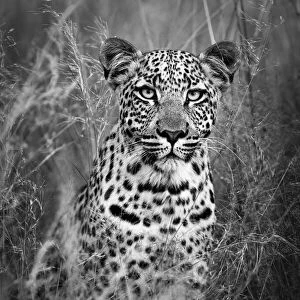 Black and White Leopard Portrait Kalahari Desert, Botswana