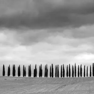 Black and White Print of Cypress Trees in Tuscany Landscape Black and White Print of Cypress Trees in Tuscany Landscape