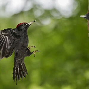 black woodpecker in flight