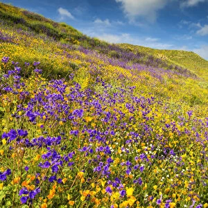 Blooming Carpets of Wildflowers in Walker Canyon, Lake Elsinore, California, USA