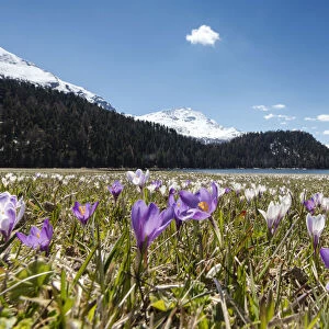 The blooming of colorful crocus frames Lej da Champf√®r St. Moritz Canton of Graubunden Engadine Switzerland Europe
