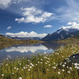 Blooming of cotton grass on the shores of Lago Bianco not far from the Gavia pass