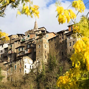 Blooming of mimosa flowers at Apricale, Province of Imperia, Liguria, Italy