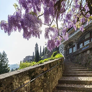 Blooming wisteria over the stairs on the way to the Santa Maria del Sasso church. Morcote