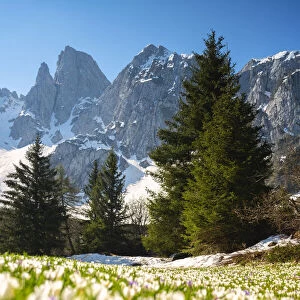 Bloomings of crocus in Scalve valley, Orobie alps in Bergamo province, Lombardy, Italy