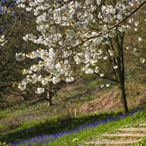 Blossom on tree in springtime, Surrey, England, UK