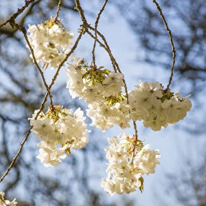 Blossom on tree in springtime, Surrey, England, UK