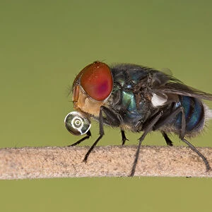 Blue bottle fly, Dhaka, Bangladesh