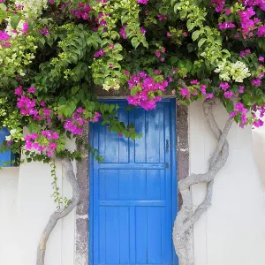 Blue door and bougainvillea, Emporio, Santorini, Cyclades Islands, Greece, Europe