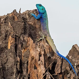 Blue-headed tree agama, Katavi National Park, Tanzania
