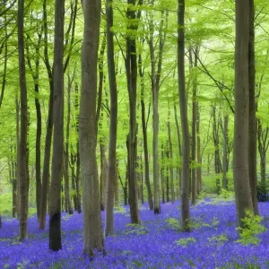 Bluebell Carpet in Beech Woodland Print Bluebell Carpet in Beech Woodland Print