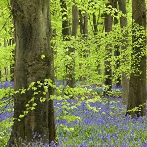 Bluebell carpet in a beech woodland, West Woods, Lockeridge, Wiltshire, England. Spring