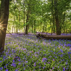 Bluebell field, Oxfordshire, England, Europe