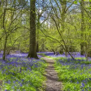 Bluebell Wood Print, Surrey Landscape Bluebell Wood Print, Surrey Landscape