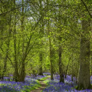 Bluebell woods, Surrey, England, UK