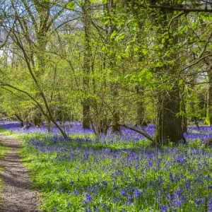 Bluebell woods, Surrey, England, UK