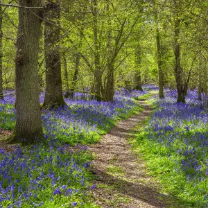 Bluebell woods, Surrey, England, UK