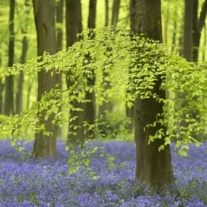 Bluebells and Beech Trees Print, West Woods, Wiltshire, England Bluebells and Beech Trees Print, West Woods, Wiltshire, England
