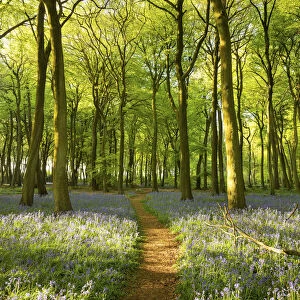 Bluebells, Henley, Oxfordshire England, UK